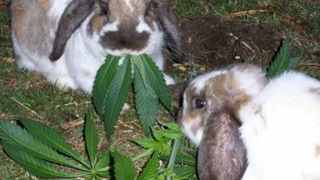 Here Are My Favorite Weed Jokes